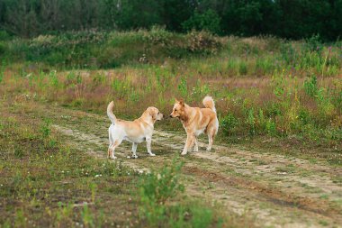 İki köpeğin birbirini tanıması ve yaz günü yeşil alanda yürürken koklaması.