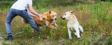 Kırmız köpek tutan erkek eğitmen yaz günü yeşil alanda yürüyüş ve antrenman yaparken neşeli köpekleri takip ediyor.