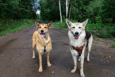 Güneşli bir günde yeşil ağaçlar ve mavi gökyüzüne karşı kirli yolda dikilirken kameraya bakan iki dikkatli melez köpek.