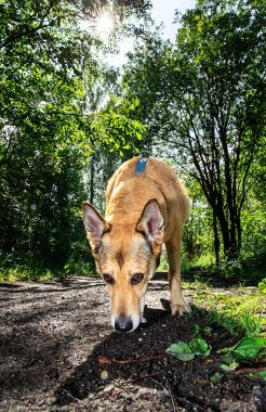 Güneşli bir günde yeşil koruluğun yanında ıslak yolda dikilirken tatlı köpek bakışlarını kaçırıyor.