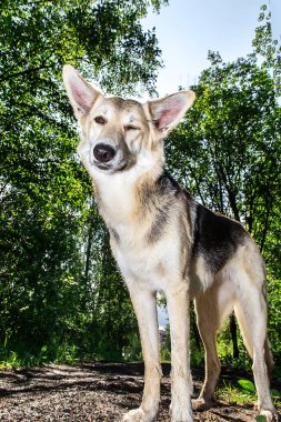 Sadık köpek, güneşli bir günde şehrin dışındaki yeşil korulukta ayakta duruyor.