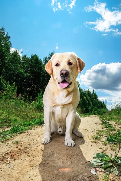 Cute healthy yellow Labrador Retriever dog with tongue out sitting on pathway on forest glade with blue sky and sun shining in background