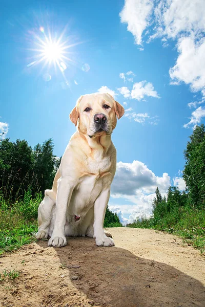 Симпатичная Здоровая Желтая Собака Лабрадор Ретривер Высунутым Языком Сидящая Тропинке — стоковое фото