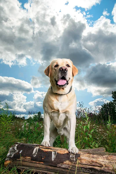 Bonito Engraçado Imponente Amarelo Labrador Retriever Cão Tronco Madeira Prado — Fotografia de Stock