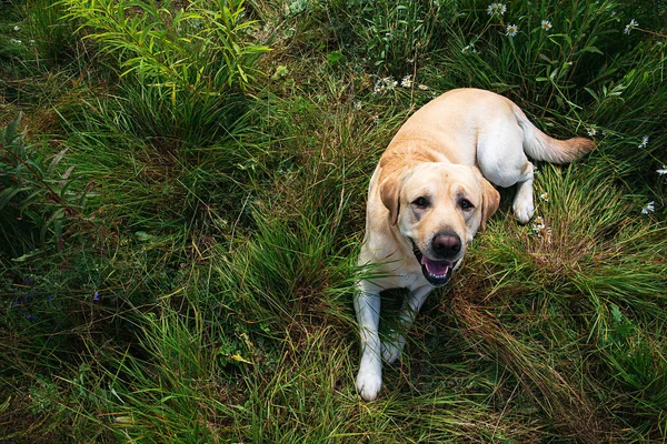 Från Ovan Söt Glad Glad Lugn Gul Labrador Retriever Hund — Stockfoto