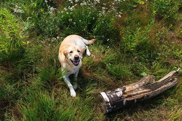 Cima Bonito Feliz Calma Amarelo Labrador Retriever Cão Deitado Grama — Fotografia de Stock