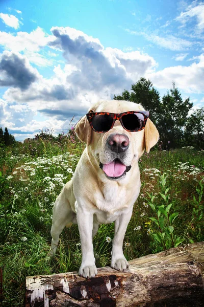 Leuke Grappige Imposante Gele Labrador Retriever Hond Zonnebril Houten Logboek — Stockfoto