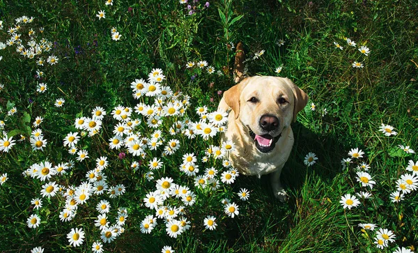 From above of adorable happy yellow Labrador Retriever dog with tongue out sitting among daisy flowers on green meadow in sunny summer day