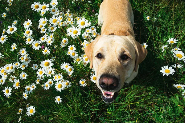 Från Ovan Bedårande Glad Gul Labrador Retriever Hund Med Tunga — Stockfoto