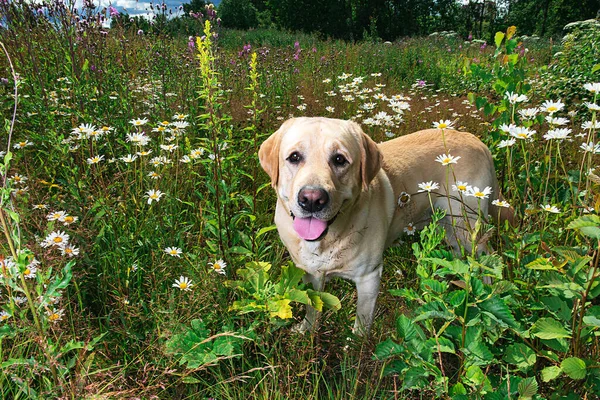 Adorable happy yellow Labrador Retriever dog with tongue out standing among daisy flowers on green meadow in sunny summer day