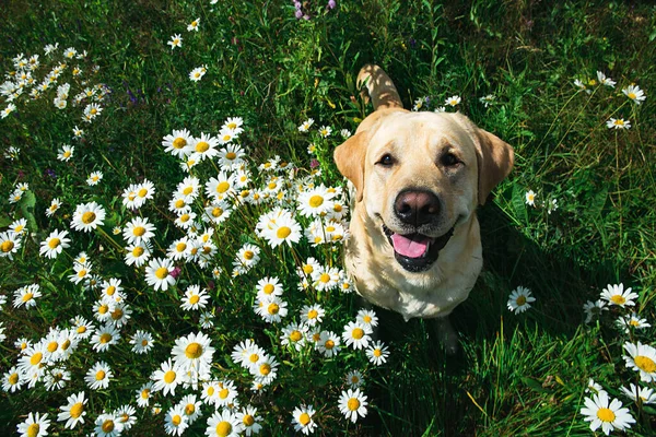 Från Ovan Bedårande Glad Gul Labrador Retriever Hund Med Tunga — Stockfoto