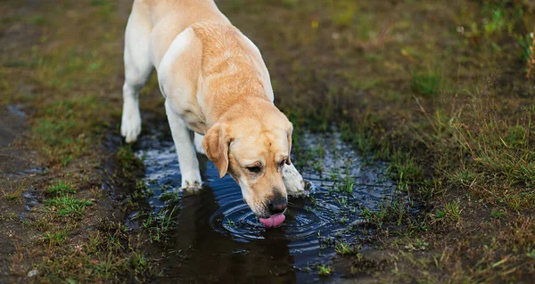 成年的黄拉布拉多猎犬在乡间土路的水坑里喝水 — 图库照片