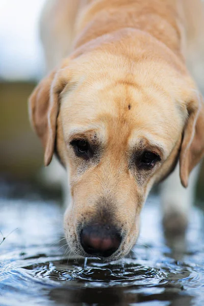 Yellow Labrador Retriever dog tired after walking in field drinking water from puddle and looking at camera
