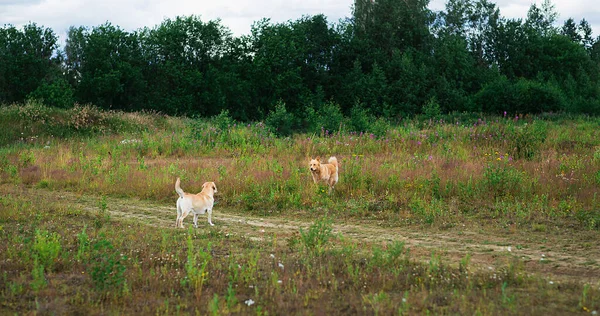 Boční Pohled Dva Psy Jak Navzájem Poznávají Čenichají Při Chůzi — Stock fotografie