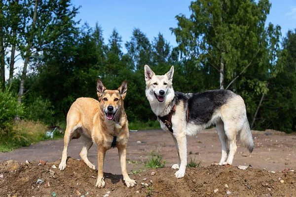 Две Внимательные Собаки Смешанной Породы Смотрят Камеру Стоя Грязной Дорожке — стоковое фото