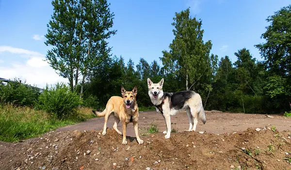 Two Attentive Mixed Breed Dogs Looking Camera While Standing Dirty — Stock Photo, Image