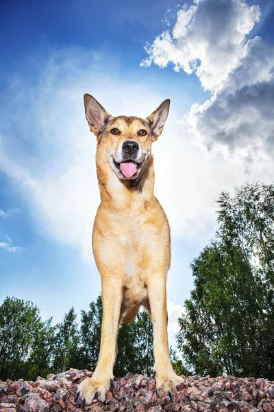 Low Angle Cheerful Dog Looking Away While Standing Heap Rocks — Stock Photo, Image