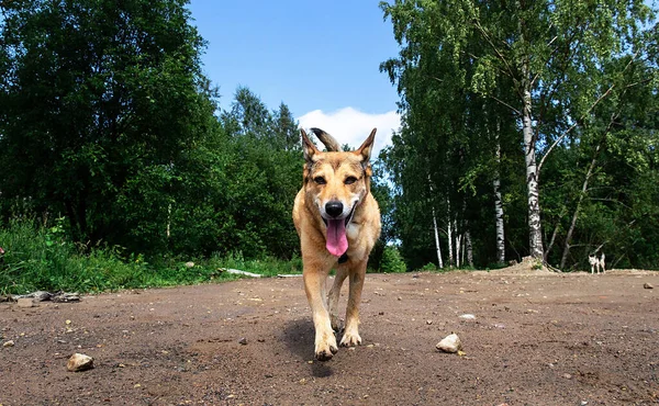 Щасливий Собака Ходить Мокрій Брудній Дорозі Біля Березових Дерев Дивиться — стокове фото