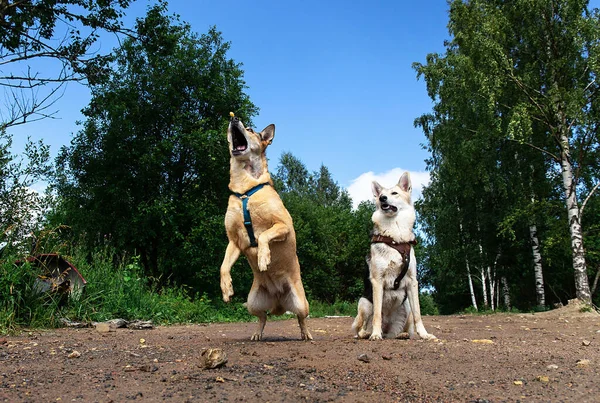 Две Внимательные Собаки Смешанной Породы Смотрят Камеру Сидя Грязной Дорожке — стоковое фото