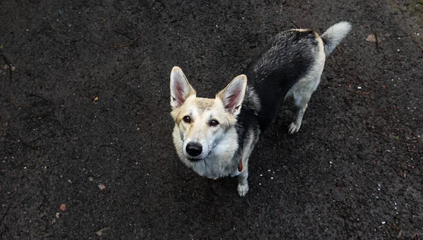 从上面看毛茸茸的狗站在潮湿的地面上看着相机 — 图库照片