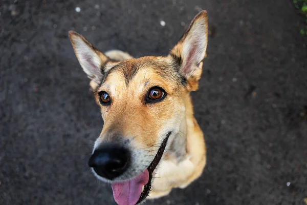 Desde Arriba Perro Feliz Mirando Cámara Mientras Está Sentado Camino — Foto de Stock