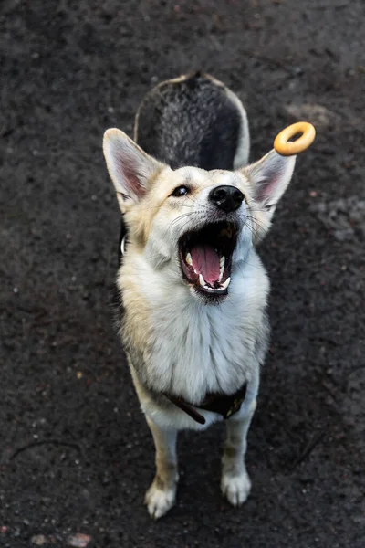 From above playful dog trying to catch snack while sitting on wet road in nature