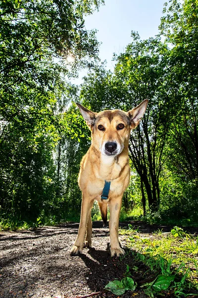 Loajální Pes Stojící Stezce Slunečného Dne Zeleném Háji Okraji Města — Stock fotografie