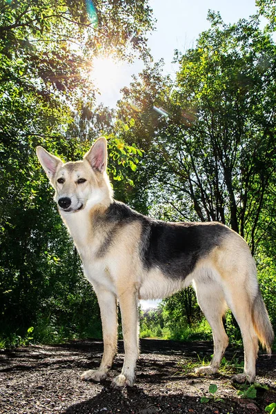 Leal Perro Pie Camino Día Soleado Bosque Verde Las Afueras —  Fotos de Stock