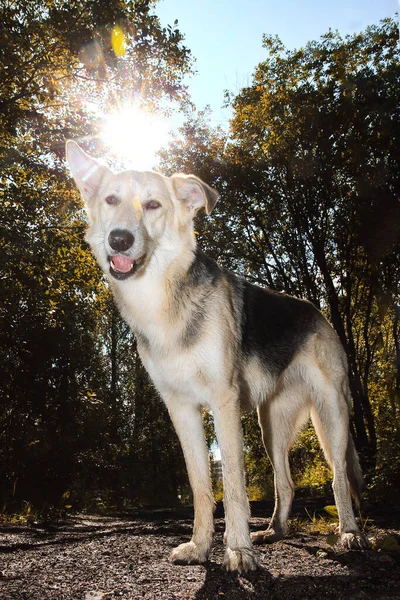 Loyal Dog Standing Path Sunny Day Green Grove City Outskirts — Stock Photo, Image