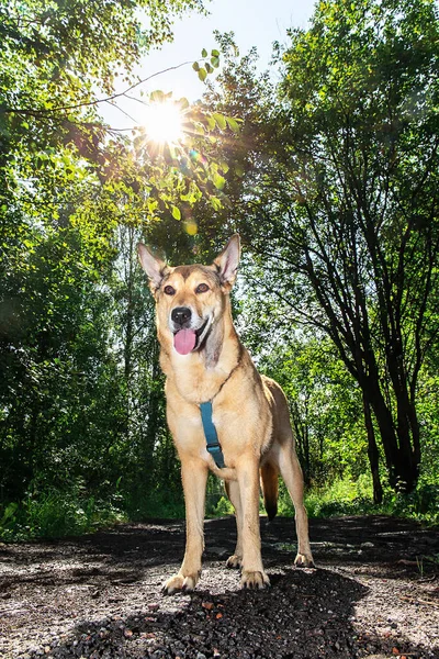 Lojalny Pies Stojący Ścieżce Słoneczny Dzień Zielonym Gaju Obrzeżach Miasta — Zdjęcie stockowe