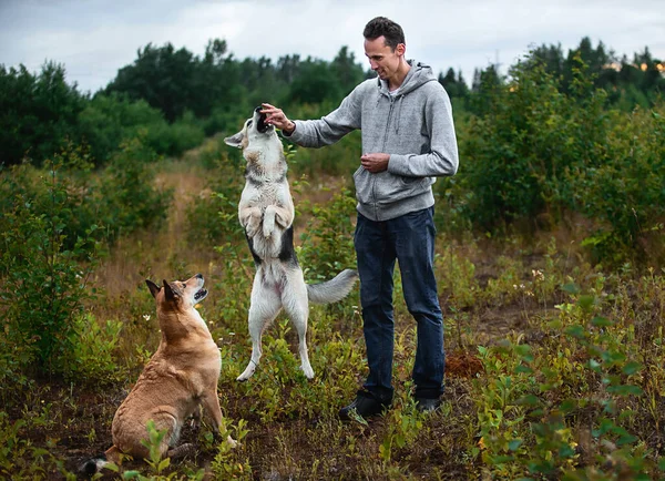 Feliz Macho Dando Bocadillos Perros Obedientes Durante Entrenamiento Medio Arbustos — Foto de Stock