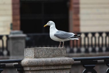Şehrin merkezindeki boş caddede yalnız güvercin kendini izole ediyor.