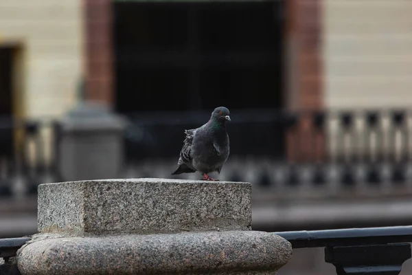 在市中心空旷的街道上孤独的鸽子自我隔离 — 图库照片
