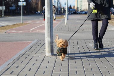 Şehrin kaldırımında melez bir teriyerle yürüyen yüzü olmayan bir kadın sürüsü.
