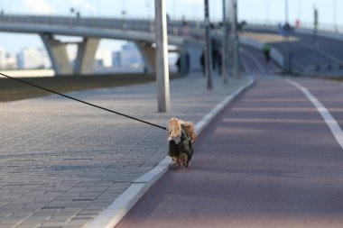 Şehrin kaldırımında melez bir teriyerle yürüyen yüzü olmayan bir kadın sürüsü.