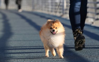 Şehrin kaldırımındaki köprüden aşağı tükürük köpeğiyle yürüyen yüzü olmayan bir kadın sürüsü.