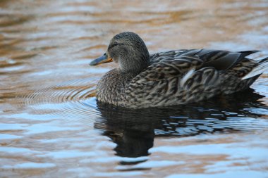 Mallard Ducks 'a yakın Gölette dinlenen Anas platyrhynchos