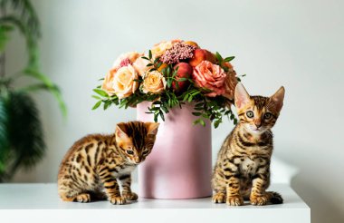 İki Bengal kedisi evdeki çiçek buketinin yanında oturmuş kameraya bakıyor.