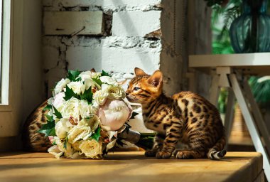 Meraklı Bengal kedisi, evin penceresinin yanındaki masada oturan çiçek kokulu.