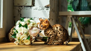 Meraklı Bengal kedisi, evin penceresinin yanındaki masada oturan çiçek kokulu.