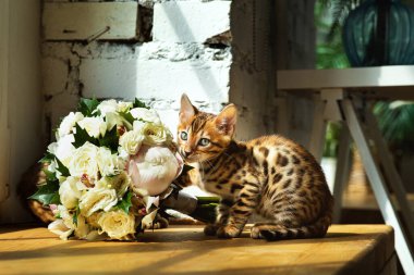 Meraklı Bengal kedisi, evin penceresinin yanındaki masada oturan çiçek kokulu.