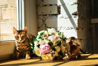 Bengal kedicikleri ellerinde bir buket çiçek ve pencereyle masanın yanında kameraya bakıyor.