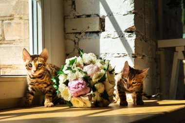 Bengal kedicikleri ellerinde bir buket çiçek ve pencereyle masanın yanında kameraya bakıyor.