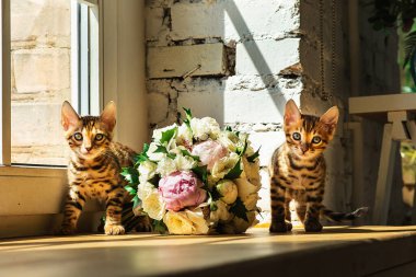 Bengal kedicikleri ellerinde bir buket çiçek ve pencereyle masanın yanında kameraya bakıyor.