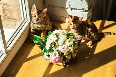 Bengal 'in yukarısındaki kedi yavruları ellerinde bir buket çiçek ve pencereyle kameraya bakıyorlardı.