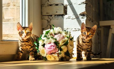 Bengal kedicikleri ellerinde bir buket çiçek ve pencereyle masanın yanında kameraya bakıyor.