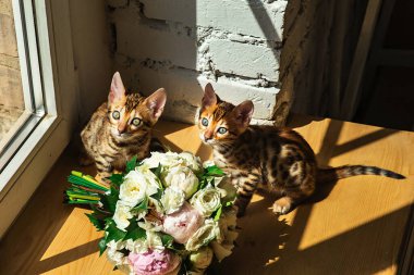 Bengal 'in yukarısındaki kedi yavruları ellerinde bir buket çiçek ve pencereyle kameraya bakıyorlardı.