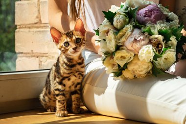 Bengal kedisi, pencerenin yanında çiçek buketi olan mahsul dişisinin bacaklarında oturuyor ve güneşli bir günde evde kameraya bakıyor.