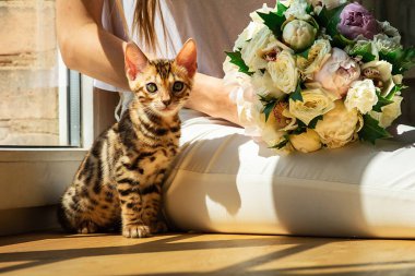 Bengal kedisi, pencerenin yanında çiçek buketi olan mahsul dişisinin bacaklarında oturuyor ve güneşli bir günde evde kameraya bakıyor.