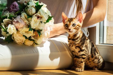 Bengal kedisi, pencerenin yanında çiçek buketi olan mahsul dişisinin bacaklarında oturuyor ve güneşli bir günde evde kameraya bakıyor.